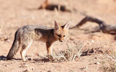 Sticker - Alert Black-backed Jackal (Canis mesomelas)