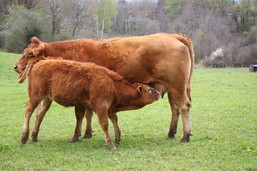 Wall Mural - Suckling Limousin Calf