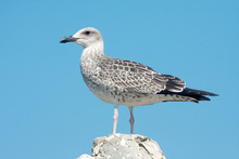 A Juvenile Of Yellow Legged-gull / Larus Cachinnans