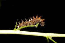 Caterpillar Of Comma - Polygonia C-album