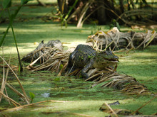 Alligator Im Sumpf