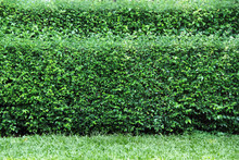 Garden Bush Background