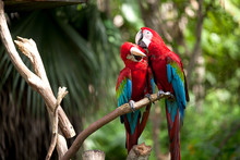 Colorful Scarlet Macaw Perched On A Branch