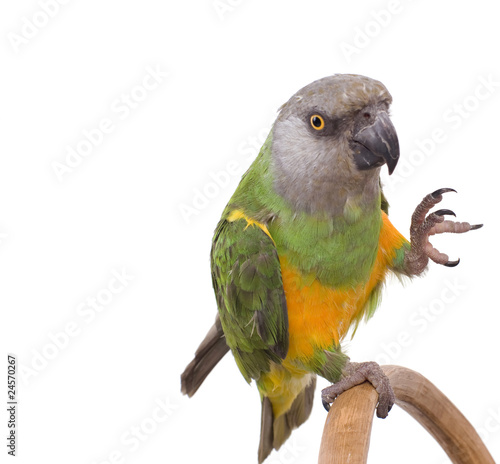 Perroquet Qui Met La Patte En L Air Stock Photo Adobe Stock Perroquet Qui Met La Patte En L Air Stock Photo Adobe Stock