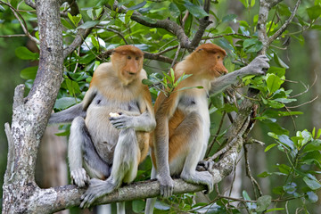 Wall Mural - Proboscis monkey