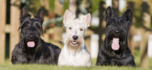 Trois Terriers écossais De Face - Scottish Terrier