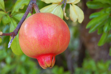 pomegranate