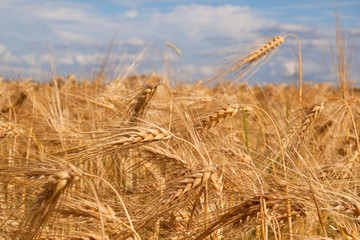 Wall Mural - Fields of wheat