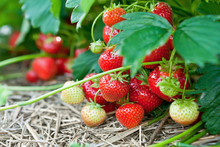 Closeup Of Fresh Organic Strawberries Growing On The Vine