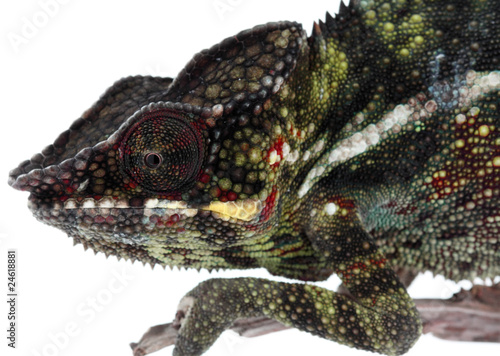 Naklejka samoprzylepna Kameleon chamaeleo pardalis z Madagaskaru, białe tło