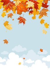Wall Mural - maple leaves
