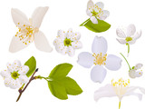 jasmine and cherry tree flowers collection