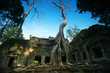 Ta phrom tree, Angkor wat, Siam reap, Cambodia