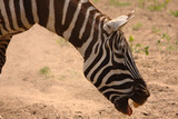 Fototapeta Sawanna - Uśmiech zebry