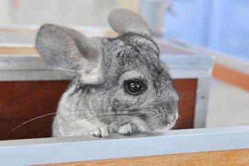 Wall Mural - chinchilla en magasin