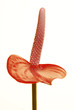 Flamingoblume