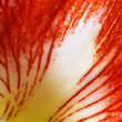 Rotes Blütenblatt einer Amarilis