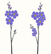 Ilustration of the beautiful forget-me-not flowers