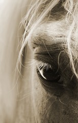 Fotoroleta rzęsa koń zwierzę kucyk