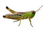 Fototapeta Storczyk - Isolated green grasshopper closeup