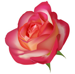 Poster - Beautiful tea rose. Vector.