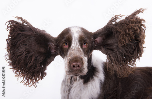 crazy cocker spaniel