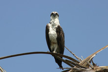 An Osprey Perched On Top Of A Tree