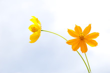 Orange And Yellow Cosmos On Sky Background, Thailand.