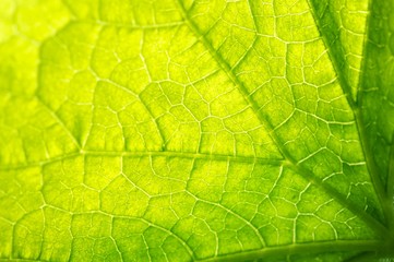 Green leaf background