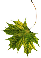 Wall Mural - Autumn leaf