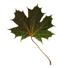 Wall Mural - Autumn leaf