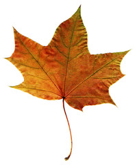 Wall Mural - Autumn leaf