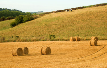 Golden hay bales and cows in the countryside