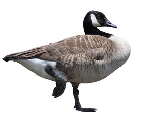 canada goose isolated