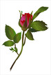 Роза бутон / Rose Bud