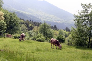 Two grazing cows on a meadow