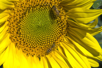 Wall Mural - Sunflowers on a Tuscan Meadow