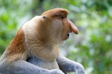 Wall Mural - Proboscis monkey