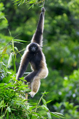 Wall Mural - Gibbon monkey