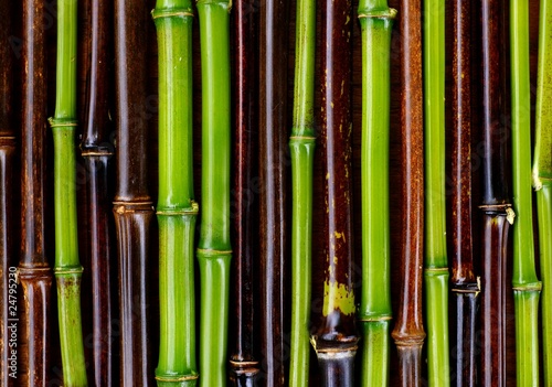 czarne-i-zielone-lodygi-bambusa