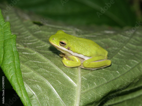 Plakat na papierze fotorealistycznym Zielony treefrog (hyla cinerea) - illinois