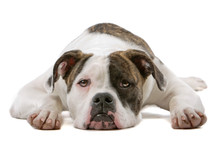 American Bulldog Puppy (5 Months) Lying, Isolated On White