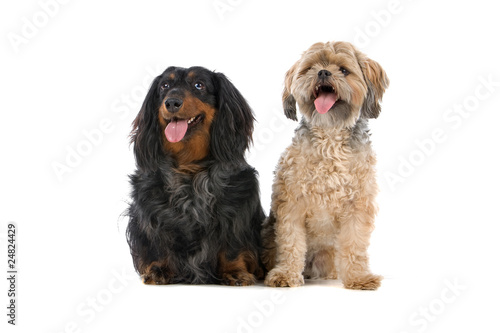 Mixed Breed Dog And Old Long Haired Dachshund Dog Buy This Stock