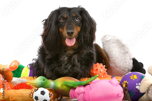 Old Black And Tan Long Haired Dachshund Isolated On White Buy