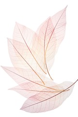 Wall Mural - skeleton leaf background