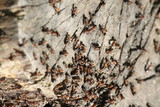 Fototapeta Kwiaty - mrówki