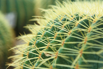 Wall Mural - cactus