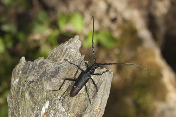 Canvas Print - Great capricorn beetle (Cerambyx cerdo)