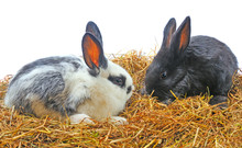 Pair Pretty Rabbits