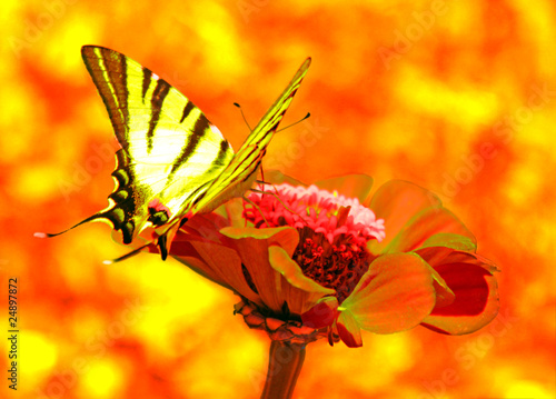 Tapeta ścienna Motyl (rzadki swallowtail) na kwiat